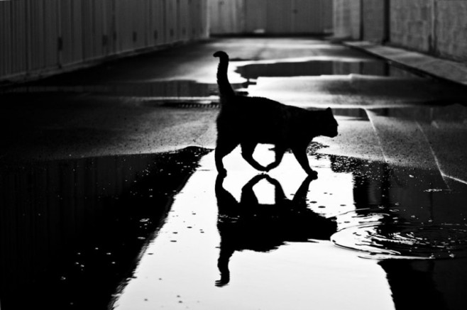 cat10-830x552