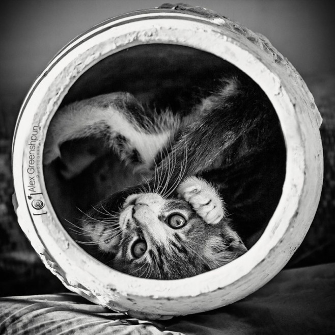 cat11-830x830