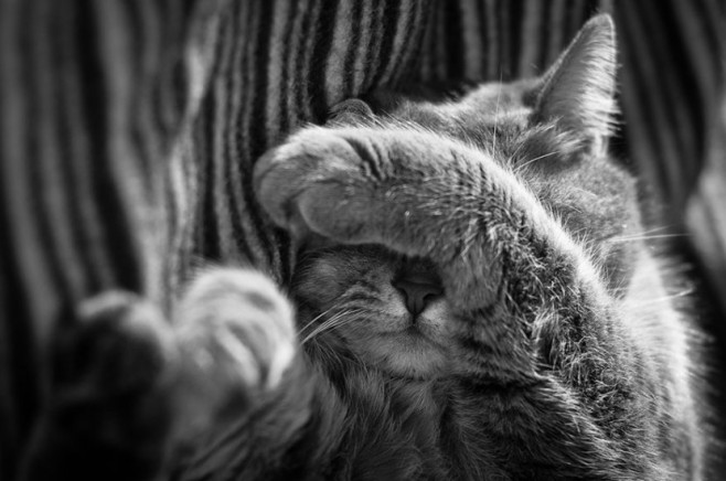 cat12-830x550