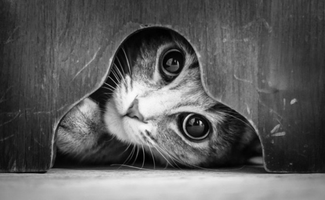 cat13-830x511