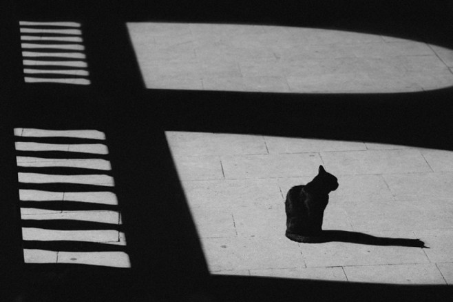 cat14-830x553