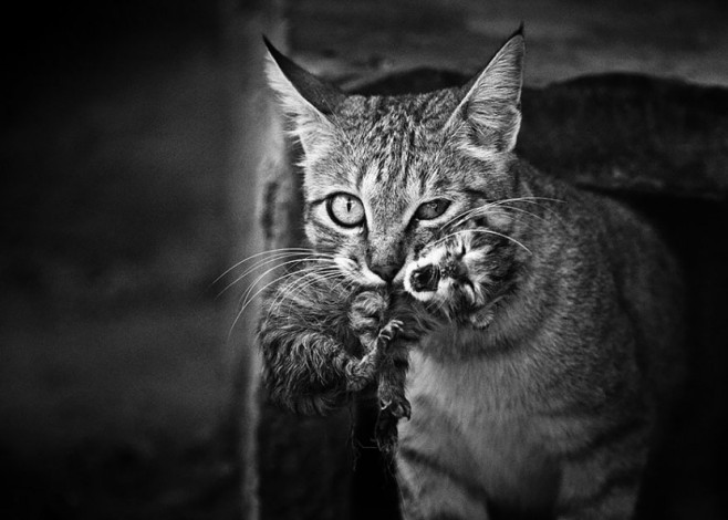 cat15-830x593