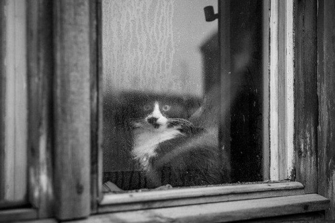 cat16-830x553