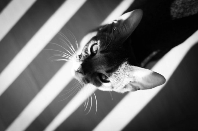 cat17-830x553