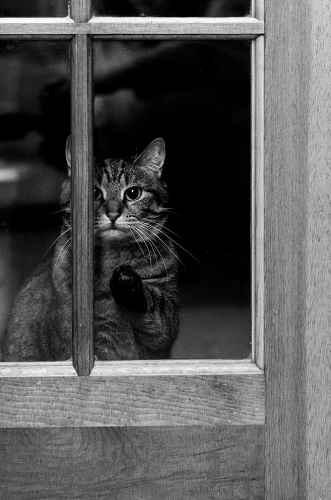 cat18-830x1253