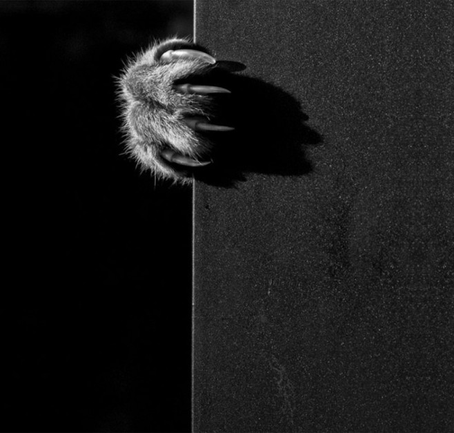 cat2-830x792