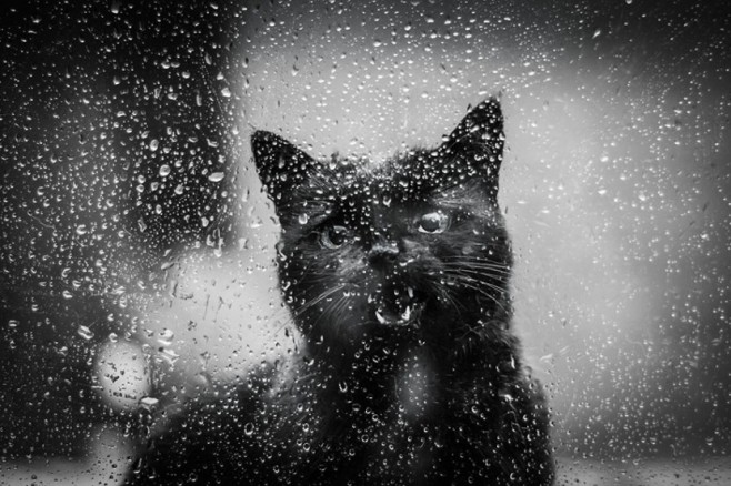 cat20-830x553