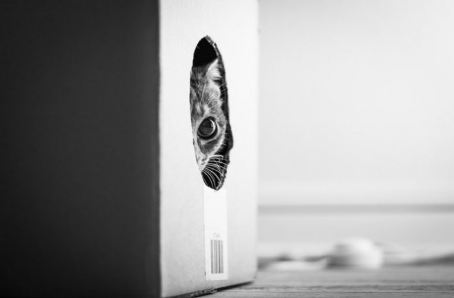 cat22-830x546