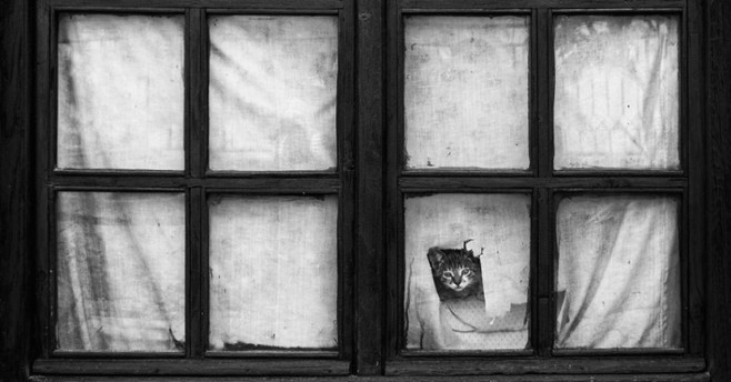 cat23-830x434