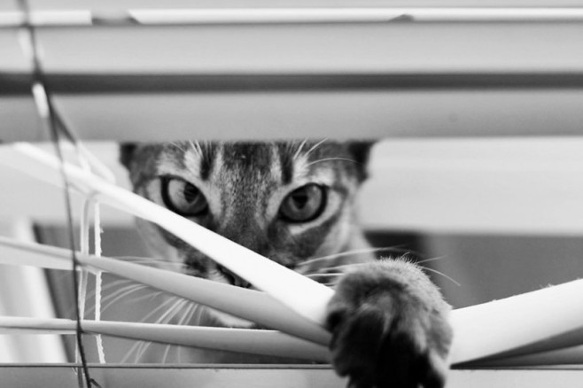cat24-830x553