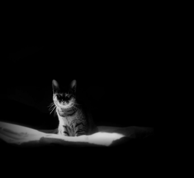 cat25-830x763
