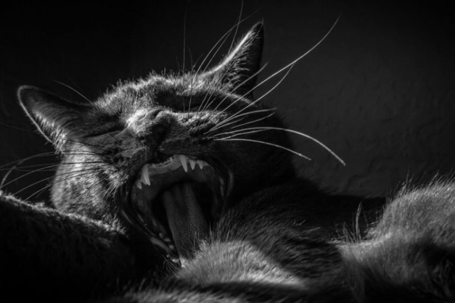 cat26-830x553