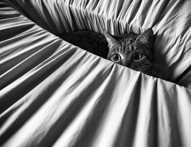 cat28-830x639