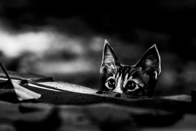 cat3-830x553