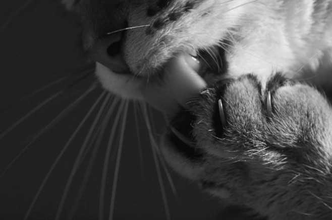 cat5-830x552
