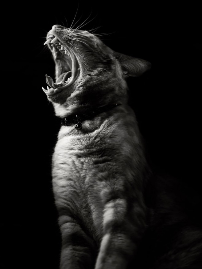 cat6-830x1103