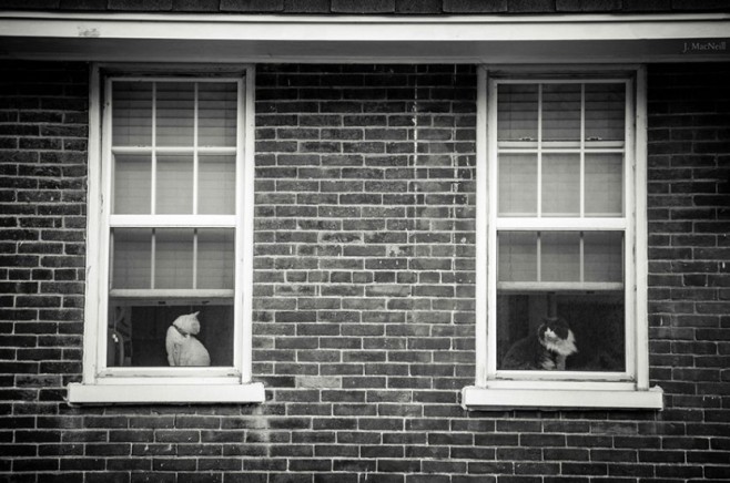cat8-830x551