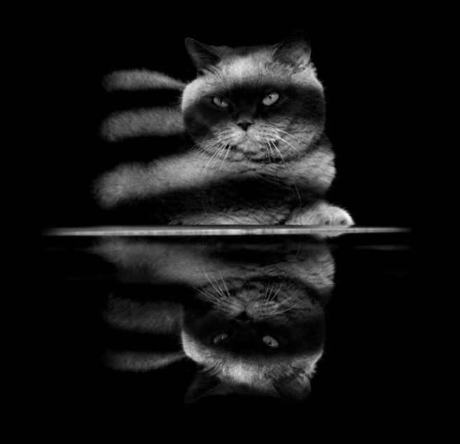 cat9-830x801