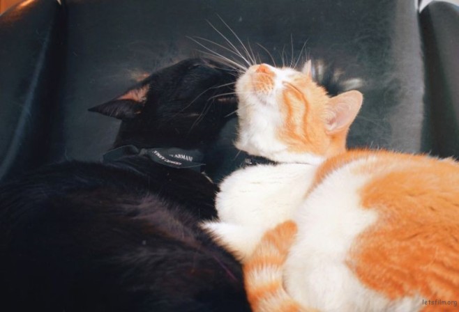 catkiss2-830x566