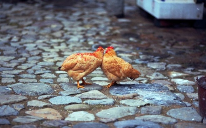 chickenkiss-830x518