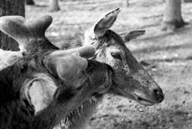 deerkiss-830x561