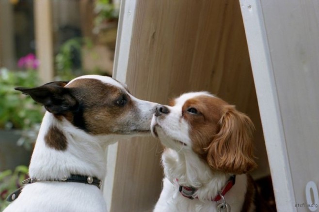 dogkiss2-830x553