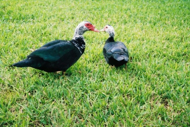 duckkiss-830x560