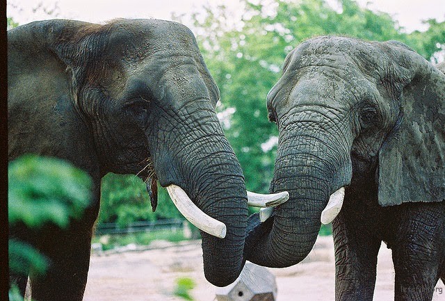 elephantkiss
