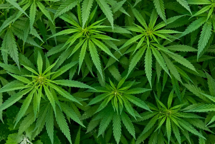 大麻時可對人做成精神上和生理上的影響