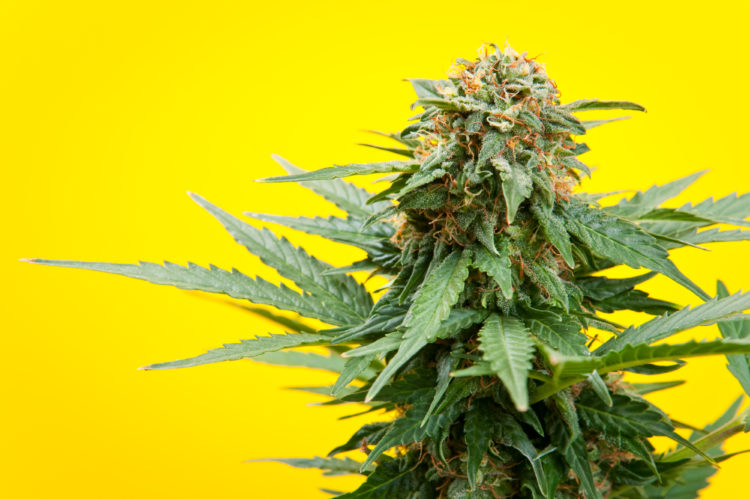 有人認為與其全方位禁止，不如合法化後再加以控管更有效率