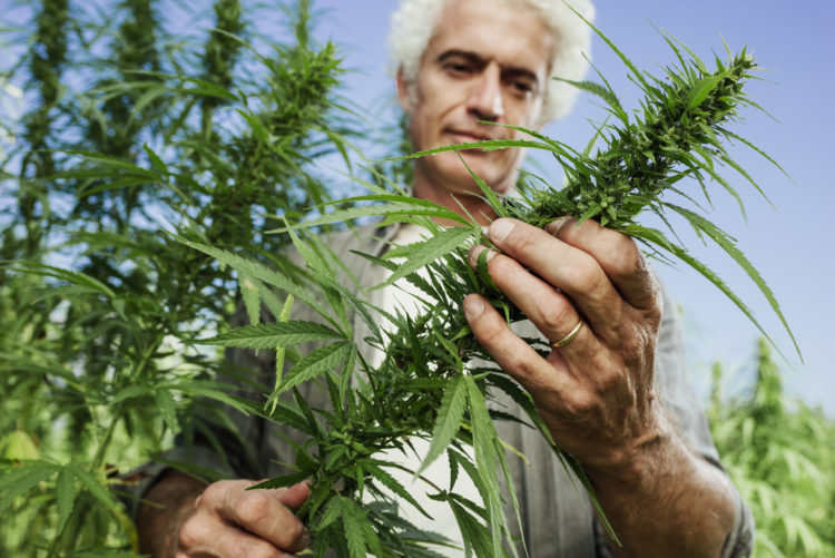 經過不證實報導以及宣傳，造成大麻被污名化