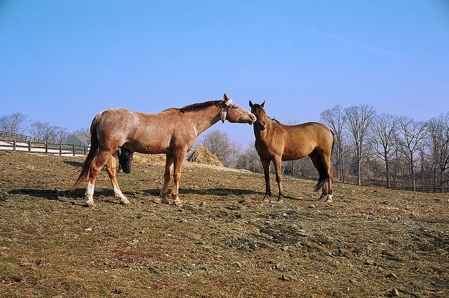 horsekiss