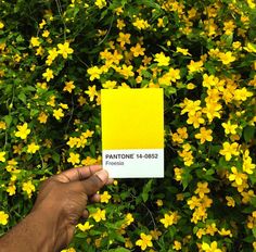 pantone-26-nature
