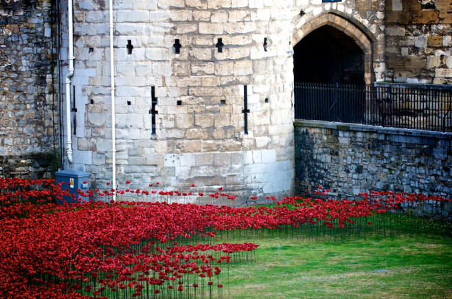 poppies-2