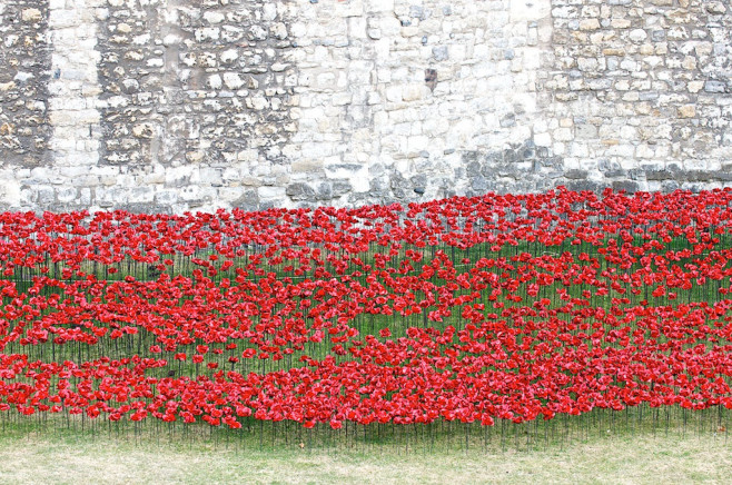 poppies-4
