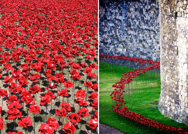 poppies-6