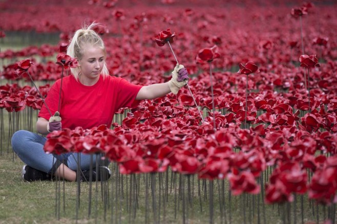 poppy6417293