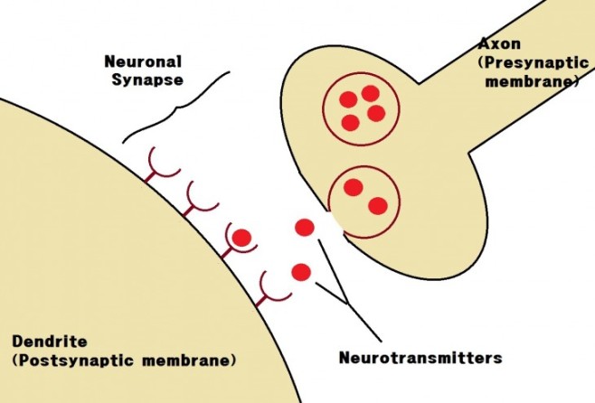 Neuronal_Synapse-730x495