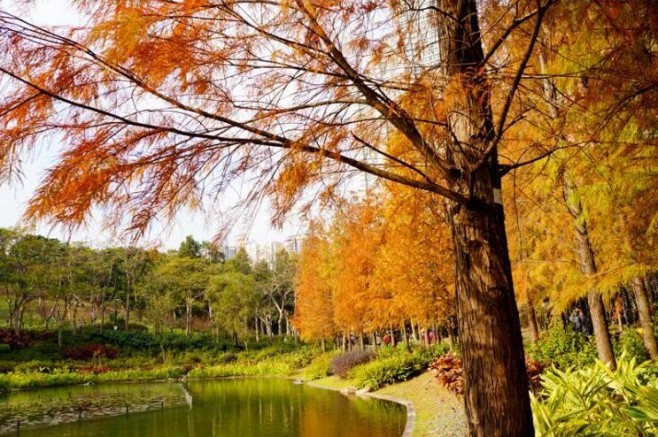 chingyi021