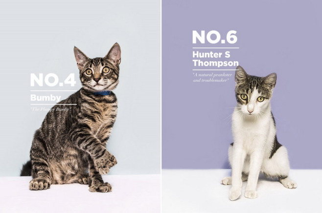 hemingway-cats03