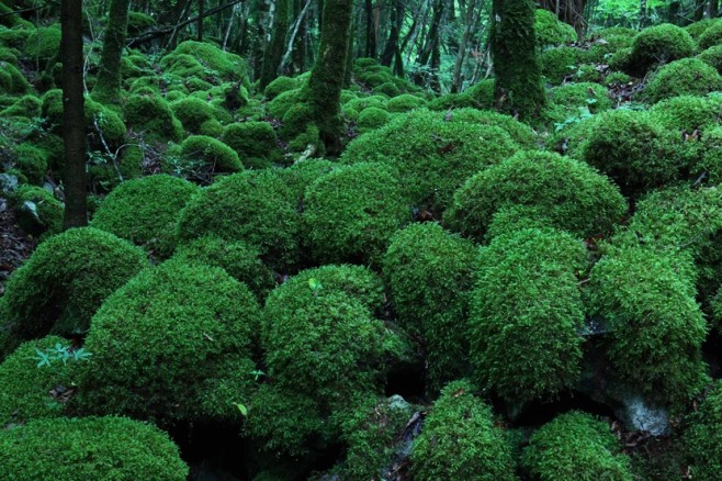 miyatake07