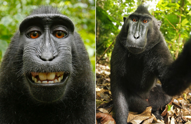 monkey