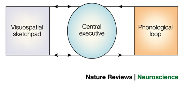 working-memory