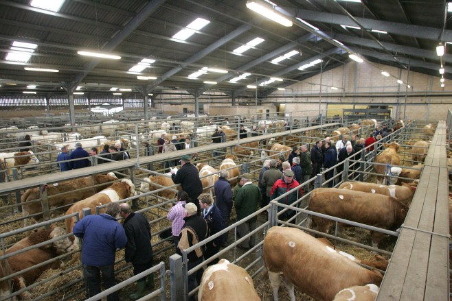 livestock810