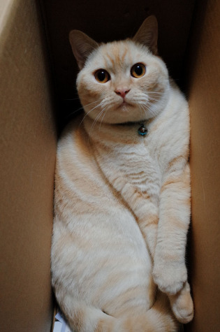 catinbox_cotton_bydesireeyip-315x475