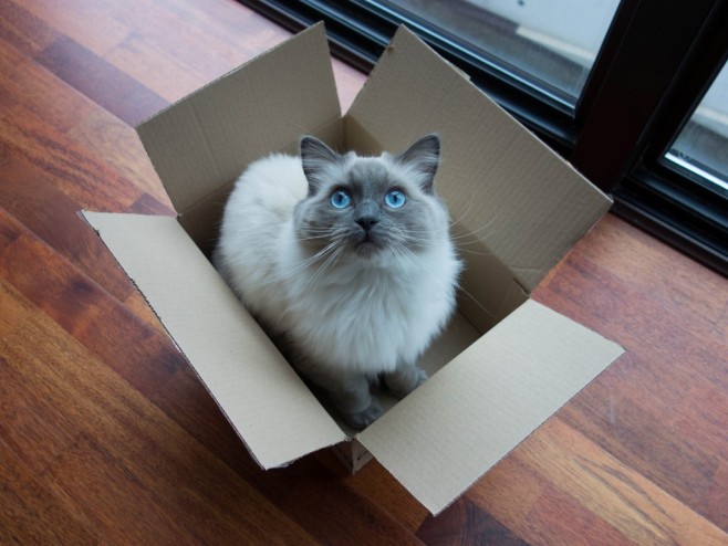 catinbox_paisley_by-kent-wang_4x3-1024x768