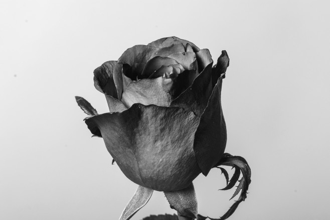 花拷貝