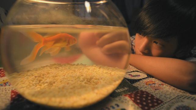 9.可可魚