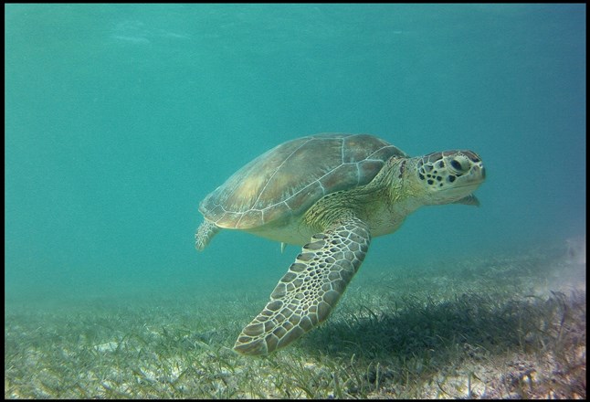 image5