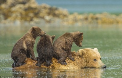 1410187416626_wps_64_Riding_bear_back_A_mother